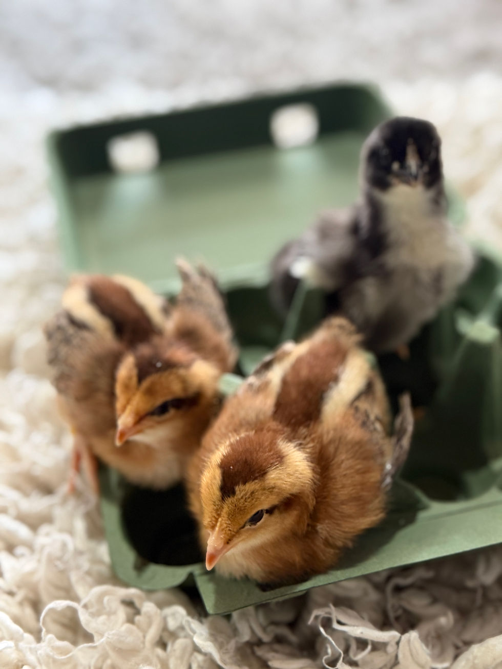 Thumbnail: Day-Old Chicks, straight-run