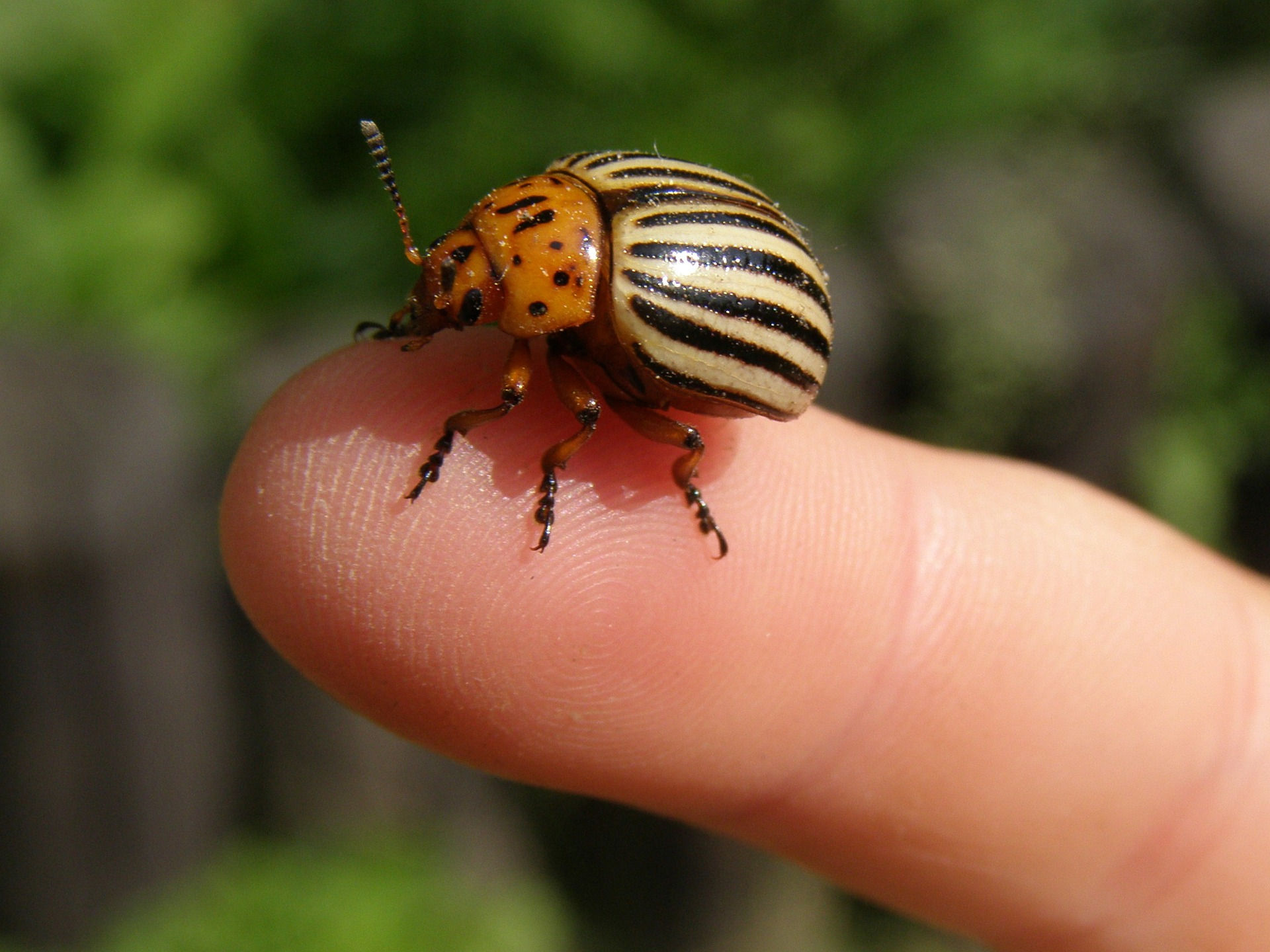 colorado-potato-beetle