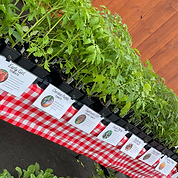 Seedling sale
