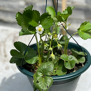 Strawberries in a hanging planter