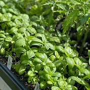 Seedlings