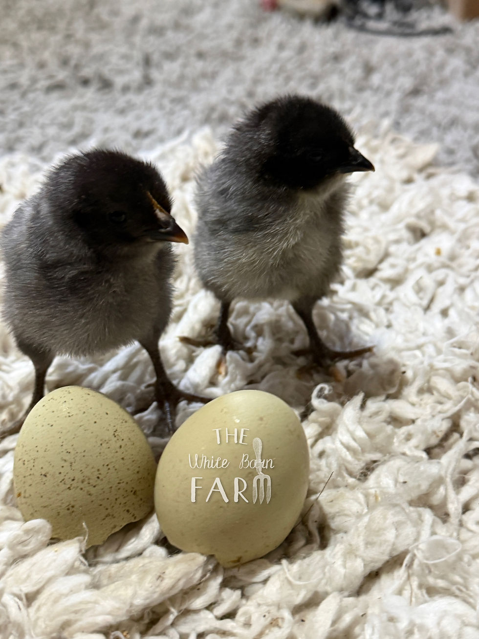 Thumbnail: Pullet Pre-Orders: FINAL PAYMENT