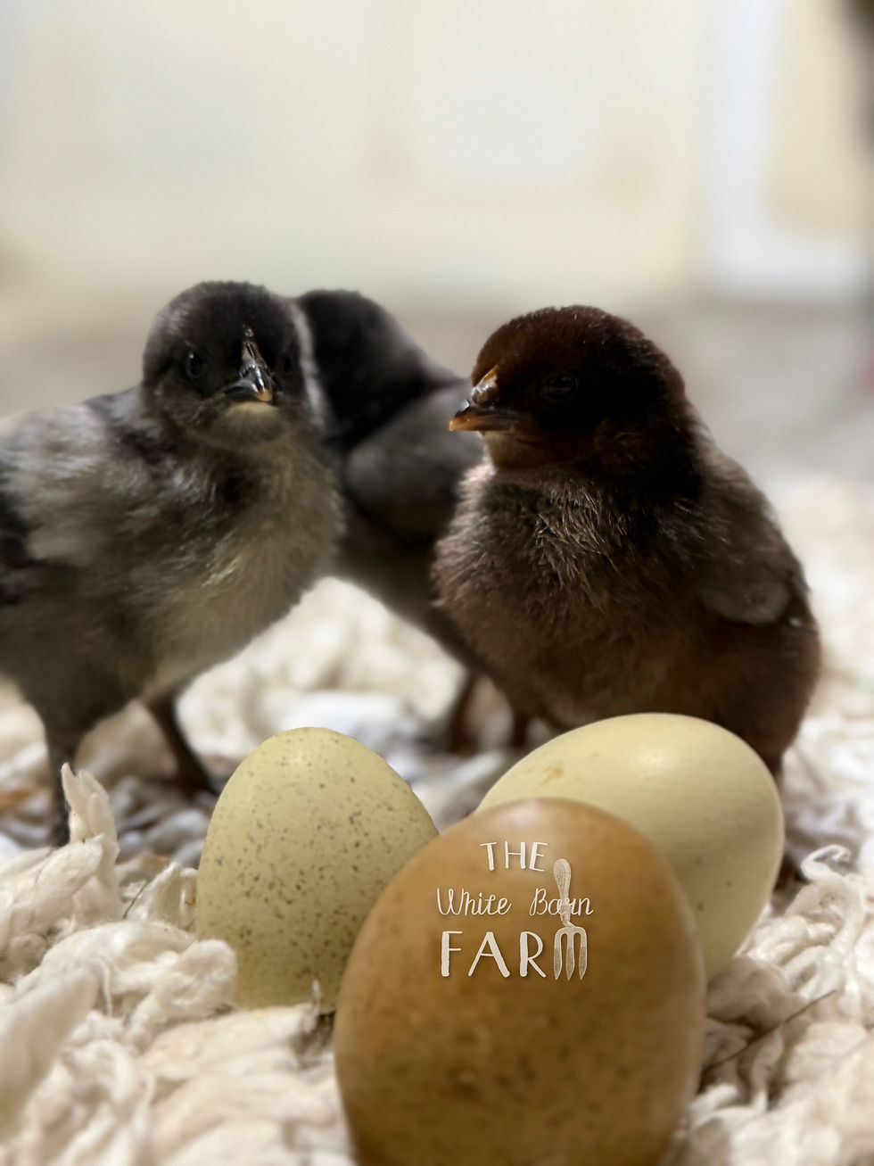 Thumbnail: Day-Old Chicks, straight-run