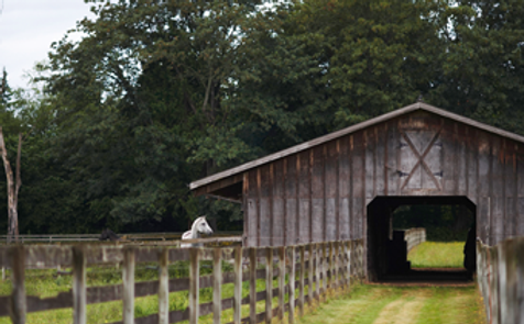 Horse Stall