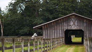 Horse Stall