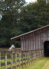 Horse Stall