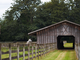 A Rustic Wedding
