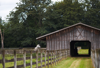 Horse Stall