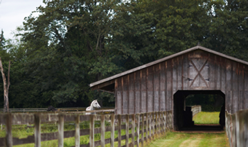Horse Stall
