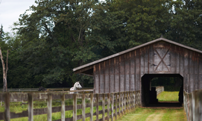 Horse Stall