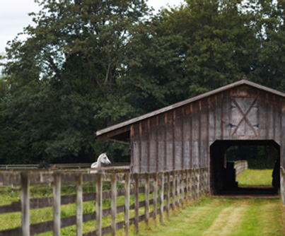 Horse Stall