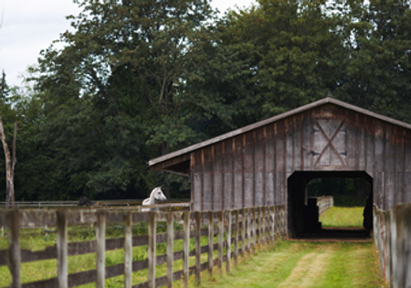 Horse Stall
