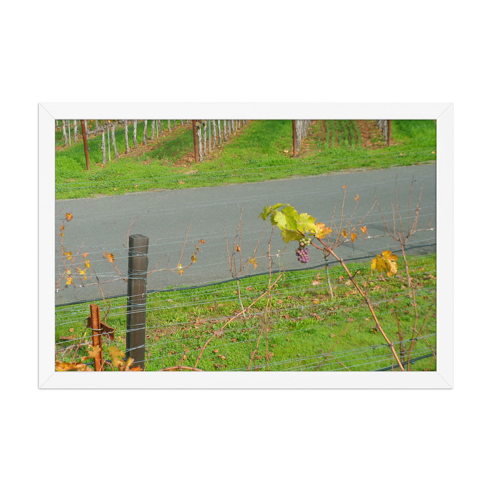 Thumbnail: The Grape Vine