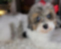 IMG_9263.jpeg