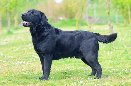 Black-labrador-retriever-dog_edited.jpg