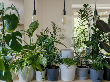 Transitioning Plants Indoors for Winter