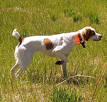 June 2023 Ohio Shoot to Retrieve_edited.