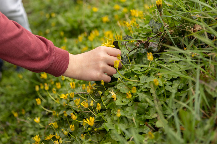Student examining an small yellow wildflowers (Online Only do NOT Print )