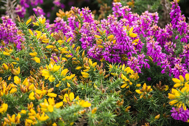 heather and gorse