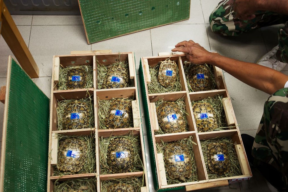 Rescued pancake tortoises. The species is critically endangered (CITES Appendix I) (Ujjwal Meghi/Interpol/Via AP)