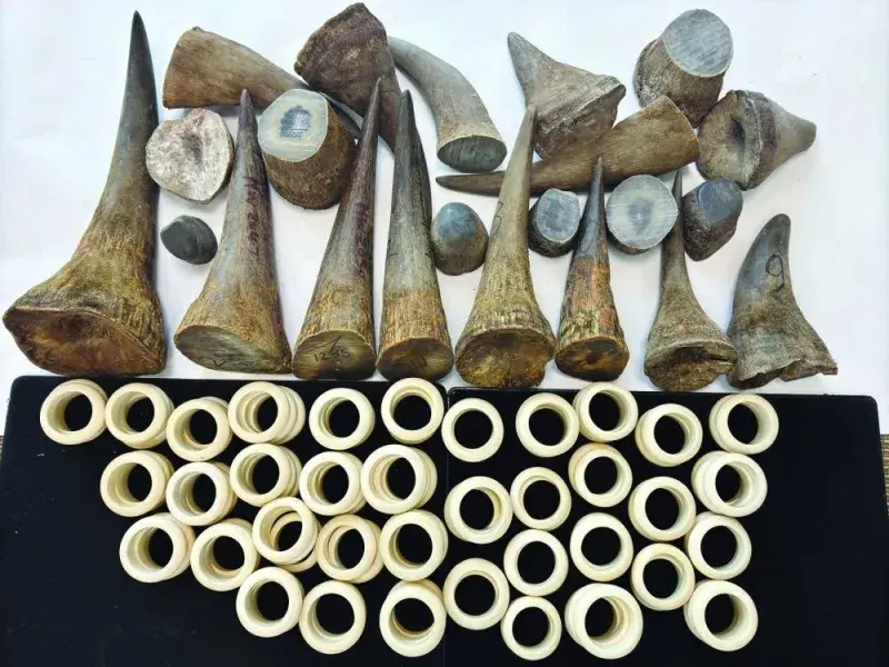 Smuggled Rhino Horns. Image courtesy/ Gulf Times