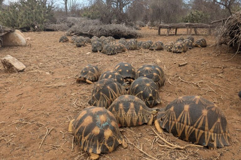 Radiated tortoises are a major target for traffickers. Image courtesy Brett Bartek/TSA Madagascar.