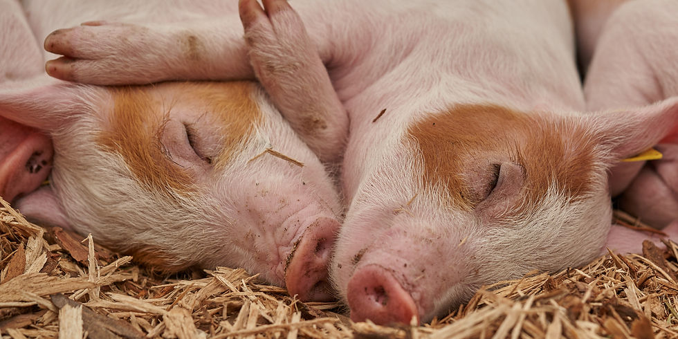 Piglets on a farm. Photo courtesy