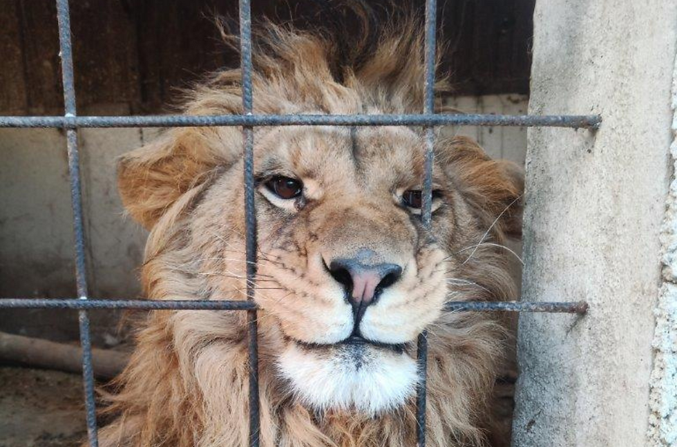 More than 100 companies involved in the trafficking of endangered species were identified. (Ujjwal Meghi/Interpol/Via AP)