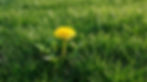 Weed Control & Prevention