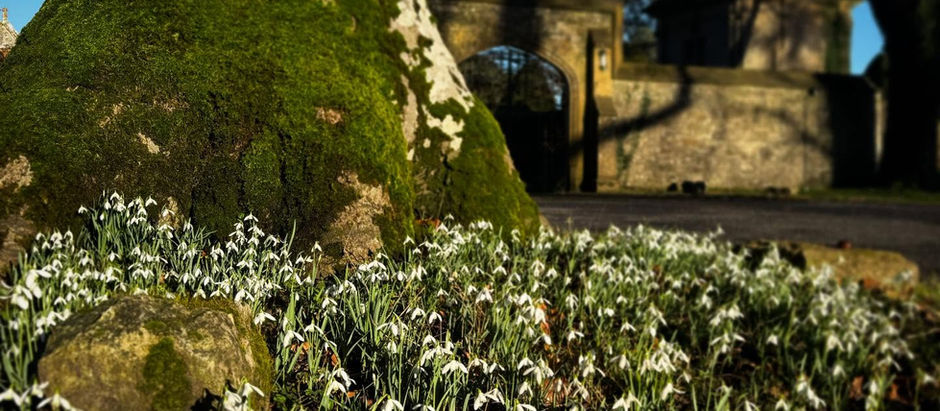Snowdrops in Dorset | Visit Athelhampton House & Gardens