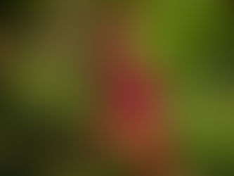 Looking after Pollinators in Athelhampton’s Historic Gardens