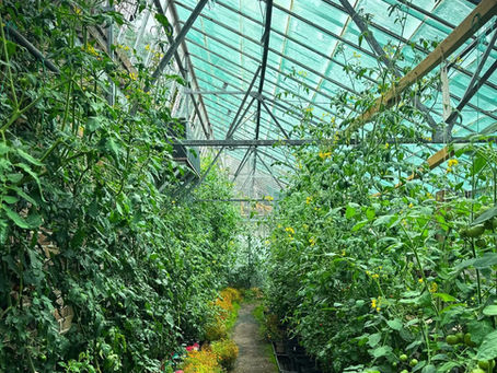 Tomatoes Ripening in a Dorset Kitchen Garden