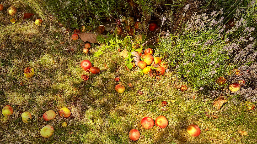 Windfall apples on the short mown grass in the Edwardian Kitchen Garden at Athelhampton House & Gardens. The view is straight down from above. At the top of the picture is a band of lavender plants