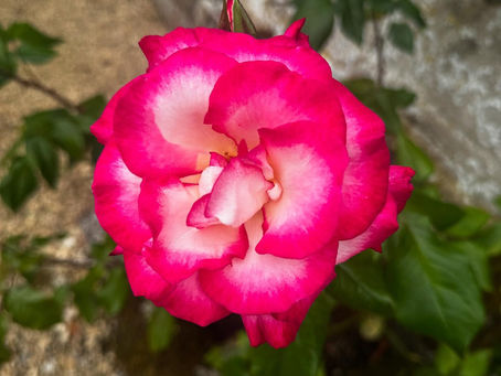 Red Rose Rent