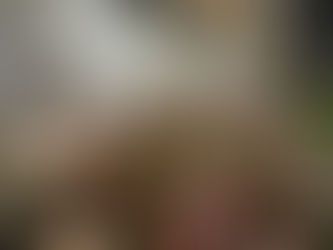 The purpose of Fleabane in Dorset’s finest Tudor Manor House