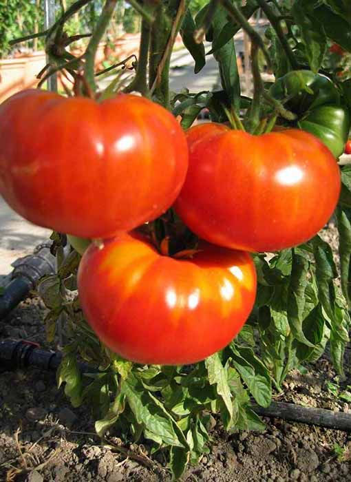 Tomaten "Belle du Marché"