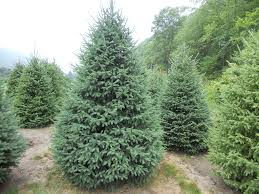 state tree white spruce