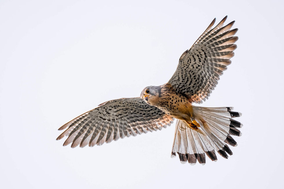 Vogels fotograferen: instellingen, techniek en praktijk-tips