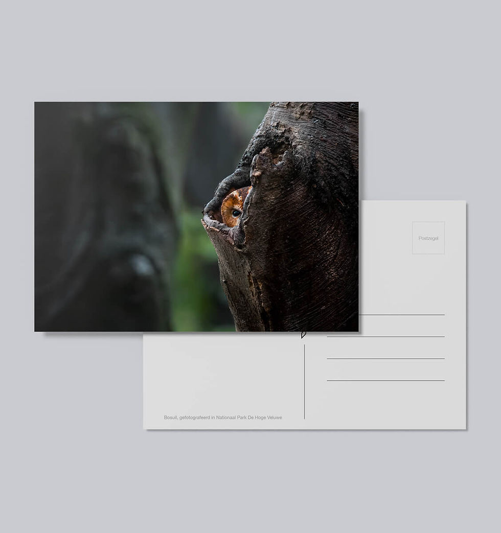 Ansichtkaart A6 – Bosuil in boomholte