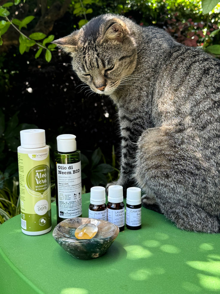 Aloe Vera, olio di neem, oli essenziali di albero del te, camomilla romana lavanda, ciotola e pietra buratta con la mia Lucy