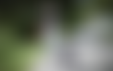 Mon chien tire en laisse, pourquoi ?