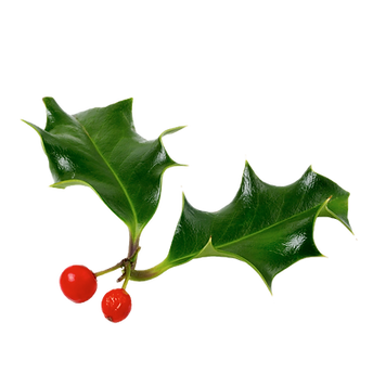 Holly Leaves And Berries_edited.png