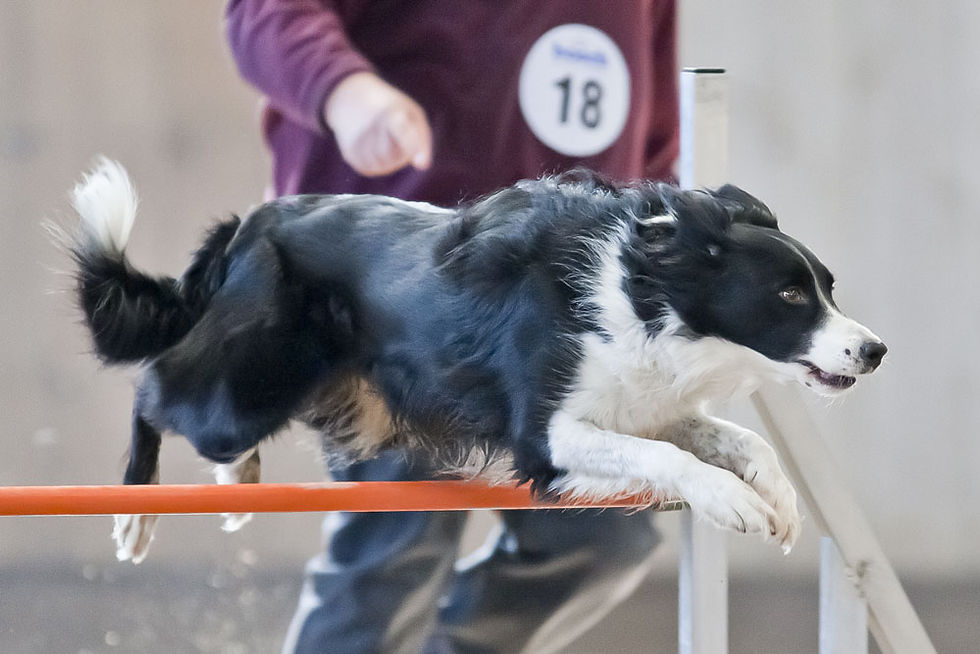 agility_1