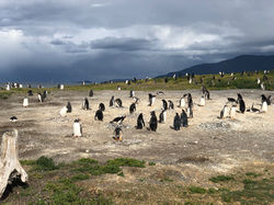 042 IMG_9535 ⁨Isla Martillo Penguin Colo