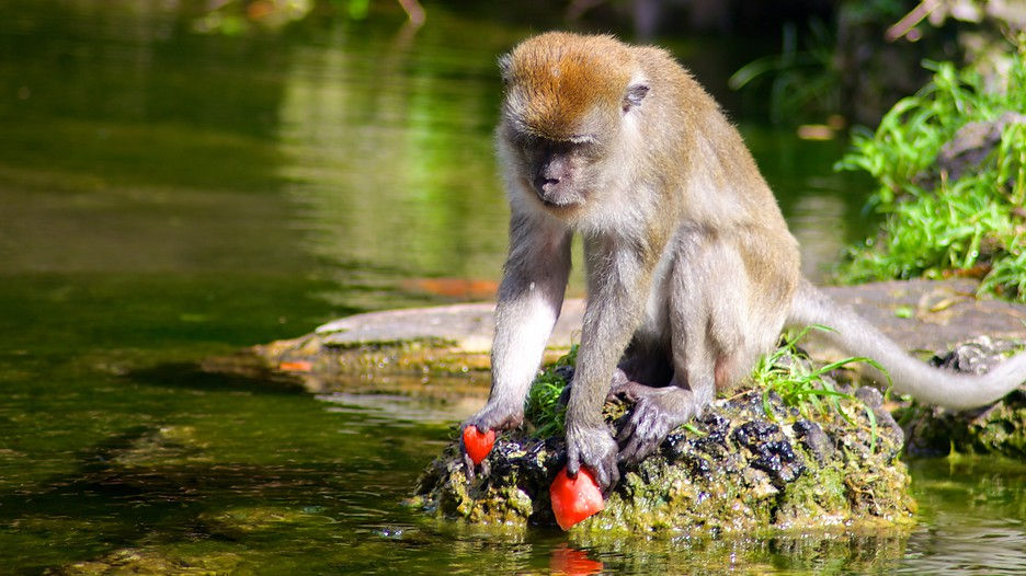 Monkey-Jungle-Miami-67200
