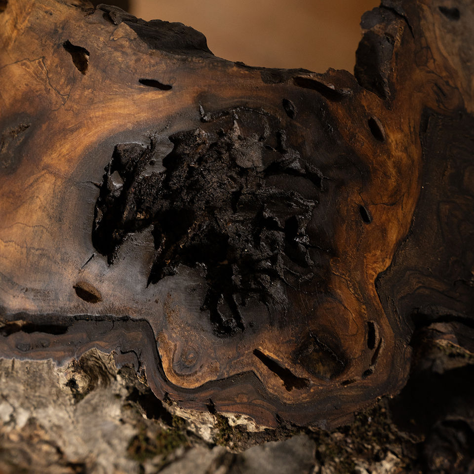 Sustainable Walnut Wood Sculpture