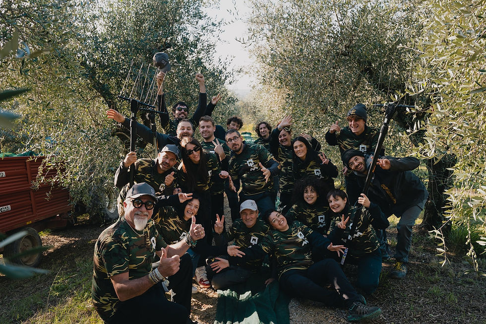 Group at Querciamatta harvesting olives