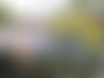 Los Willys Parranderos se toman a Valledupar