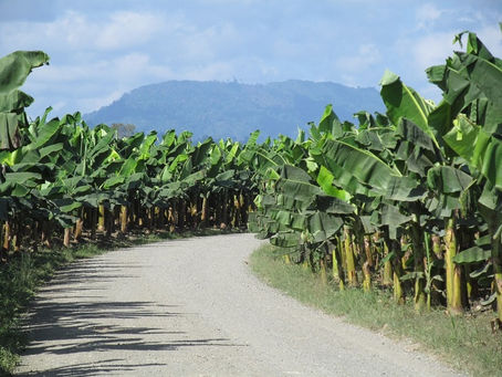 Bananeros del Magdalena y La Guajira en riesgo por acciones del narcotráfico