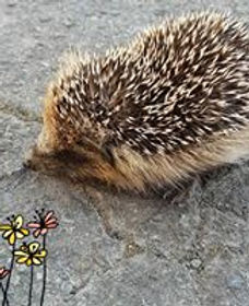hedgehog safe 